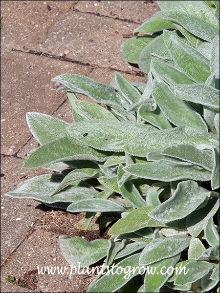 This plant was growing in the full sun next to and on the hot brick walk.
